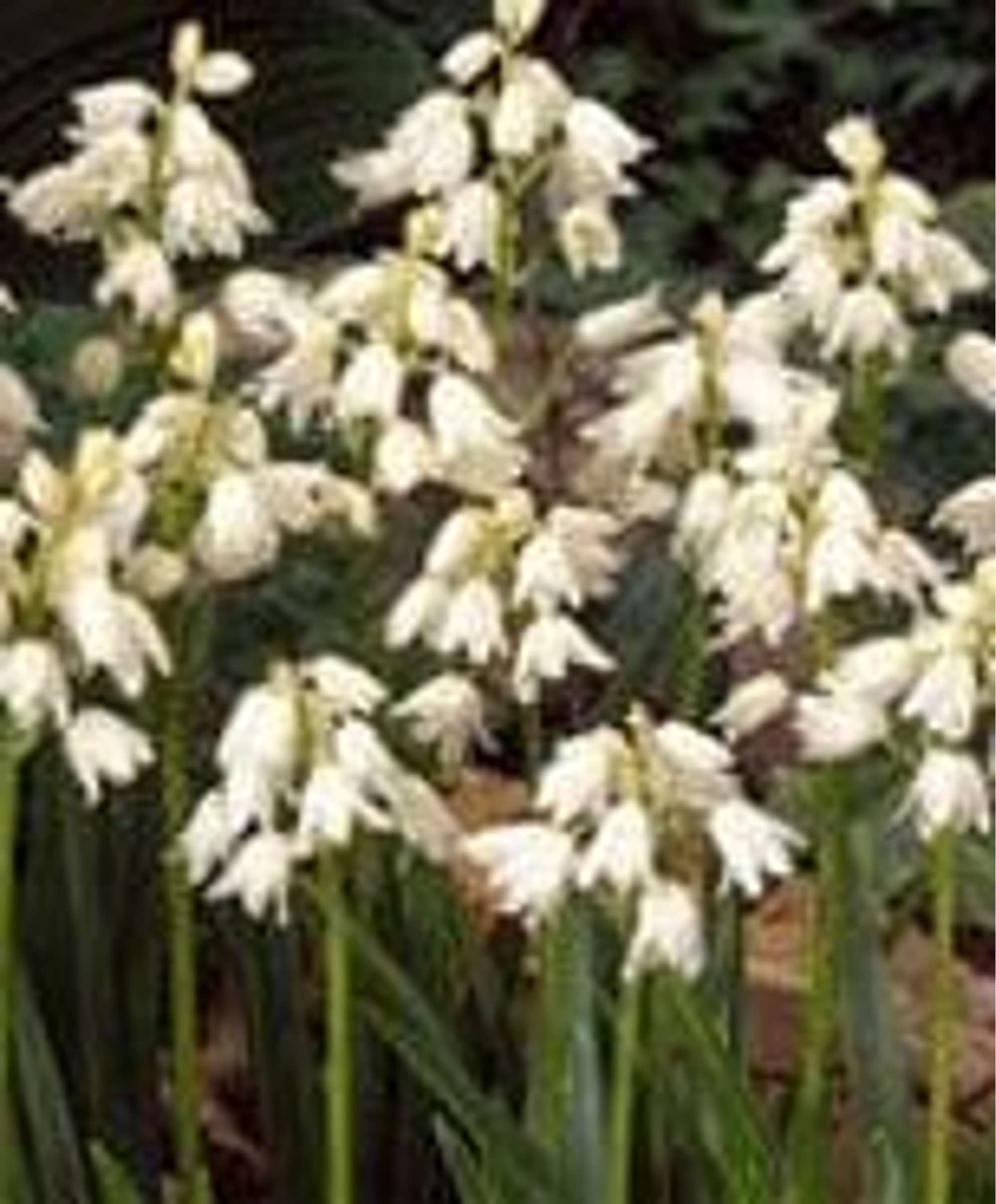 Hasenglöckchen 'Alba Maxima'